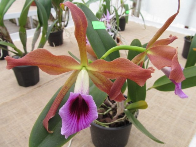 055 (kopiowanie).JPG