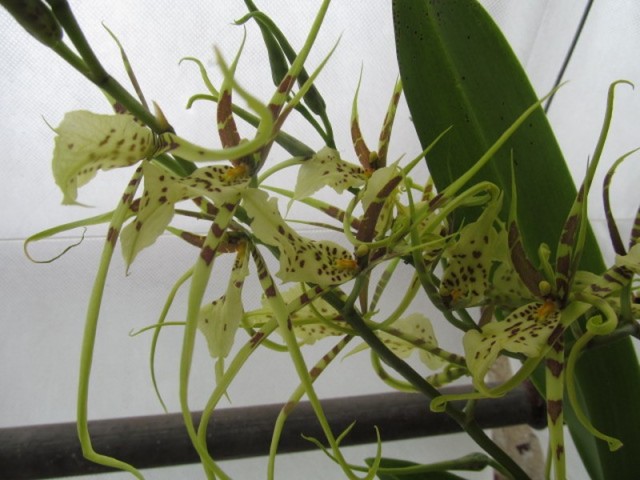 064 (kopiowanie).JPG