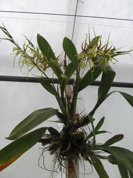 065 (kopiowanie).JPG