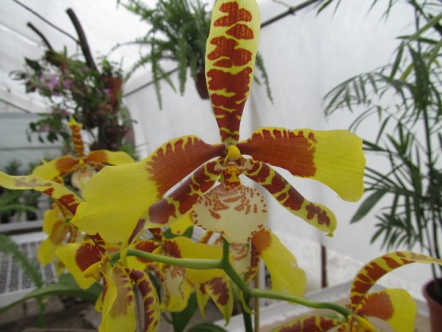 067 (kopiowanie).JPG