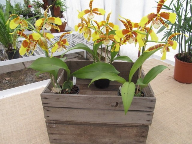 069 (kopiowanie).JPG