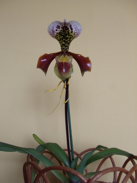 DSCF8848 (1068 x 1424).jpg