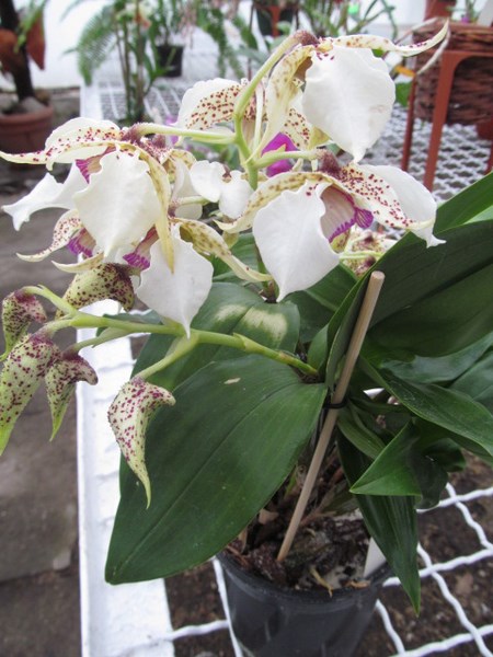 007 (kopiowanie).JPG