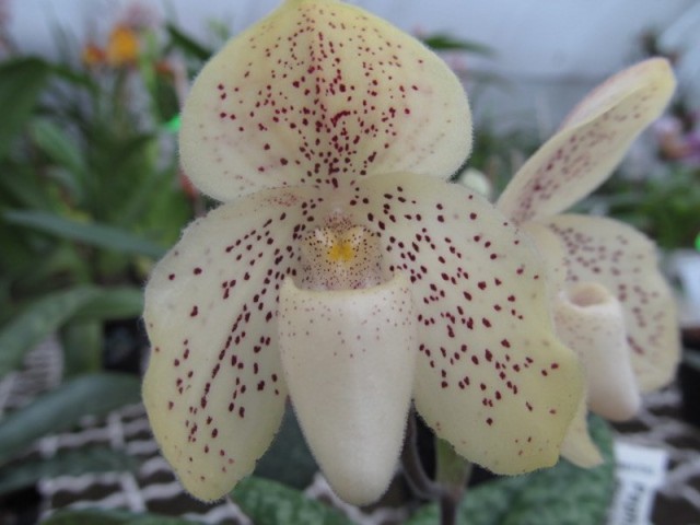 036 (kopiowanie).JPG