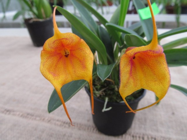 056 (kopiowanie).JPG