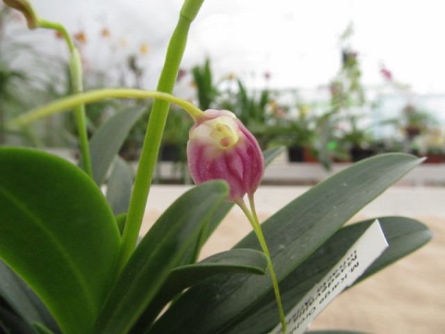 058 (kopiowanie).JPG