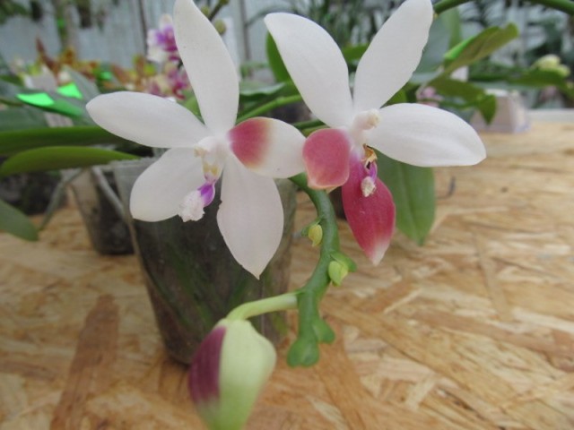 060 (kopiowanie).JPG