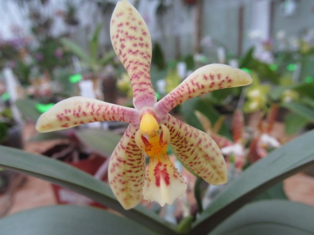 062 (kopiowanie).JPG