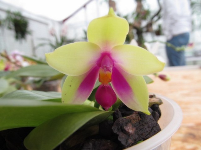 080 (kopiowanie).JPG