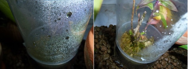 Dendrobium lawesii.jpg