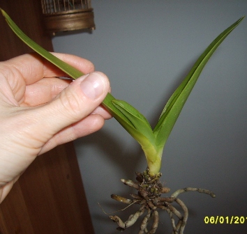 chora doritaenopsis Saphire.JPG