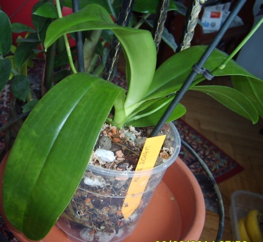 chora phal. tetraspis mariaeI.jpg