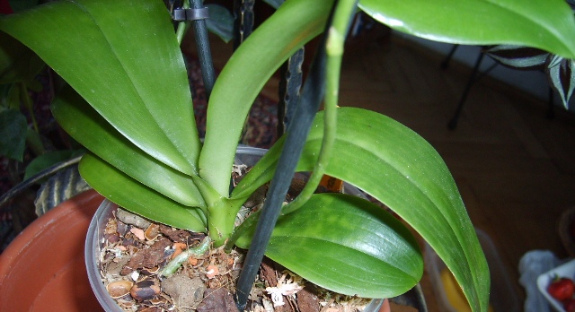 chora phal. tetraspis mariaeII.JPG
