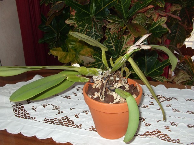 DSCF9196 (1424 x 1068).jpg