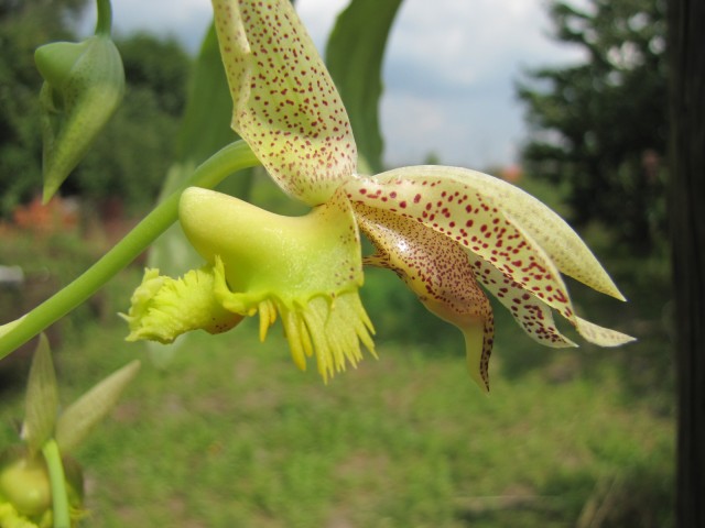 Catasetum fimbriatum 07.2014 019.JPG