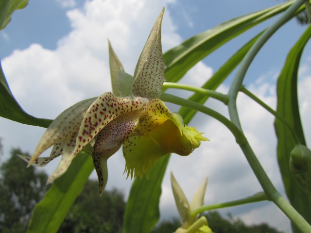 Catasetum fimbriatum 07.2014 024.JPG