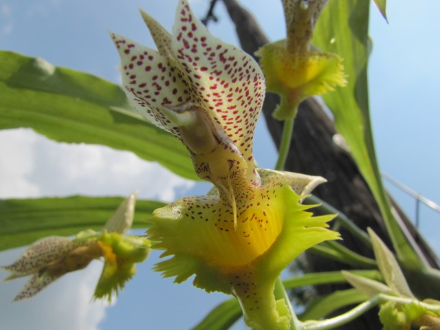 Catasetum fimbriatum 07.2014 026.JPG