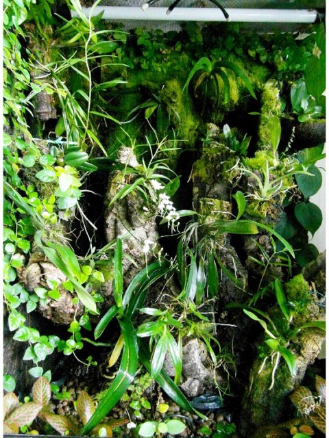 orchi lipiec 2014.jpg