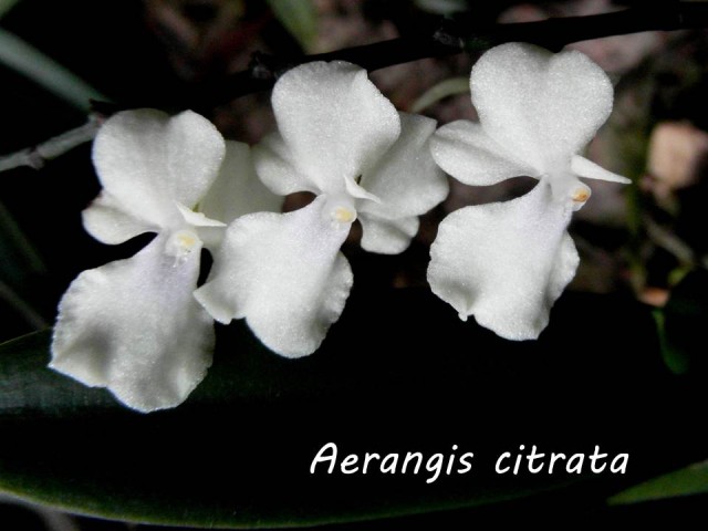Aerangis c..jpg
