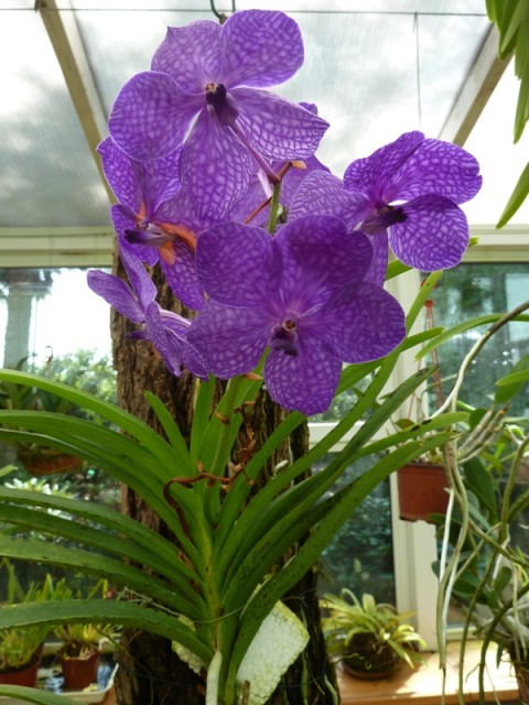 vanda.JPG