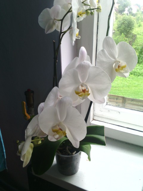 storczyk biały 1.jpg