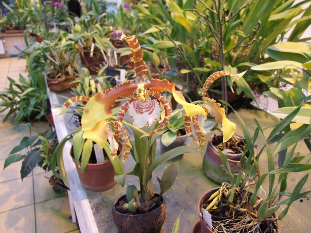 Rossioglossum Rawdon Jester.jpg