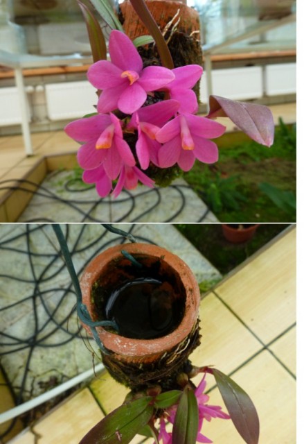 Dendrobium laevifolium.jpg