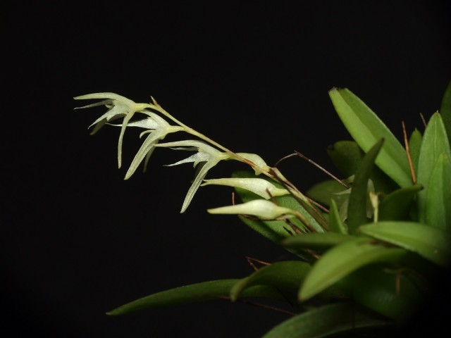 linearifolia.jpg