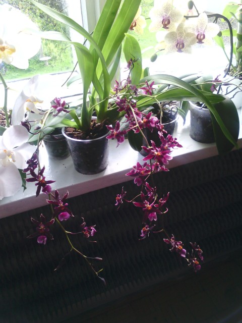 oncidium w rozkwicie.jpg