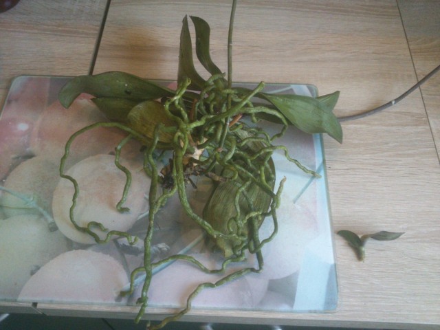 2014-09-03 10.06.37.jpg