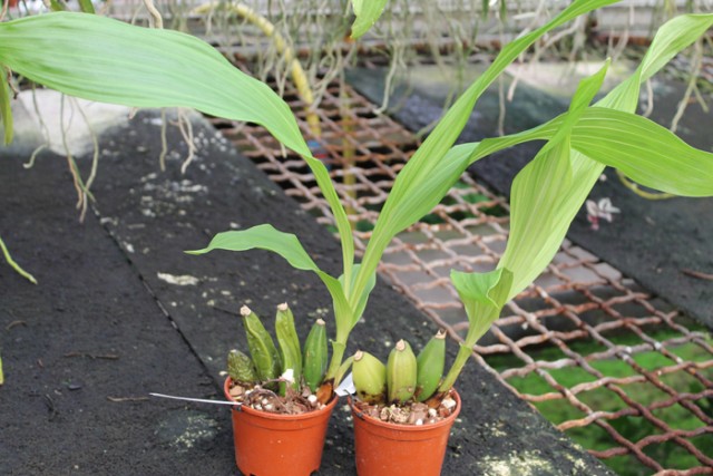 Lycaste+Kibune (1).jpg