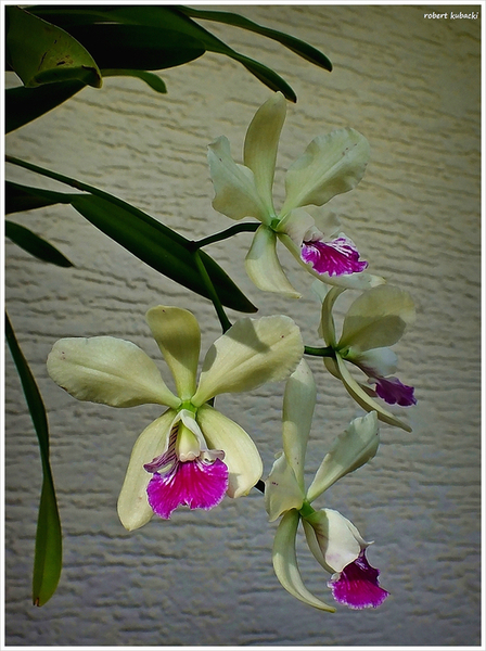 Catyclia El Hatillo.jpg