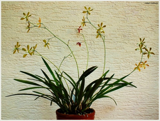 Encyclia tampensis var. alba.jpg