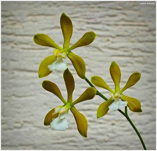 Encyclia tampensis var. alba..jpg