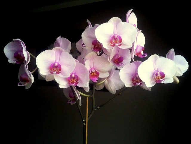 2014-07-28 15.42.32.jpg