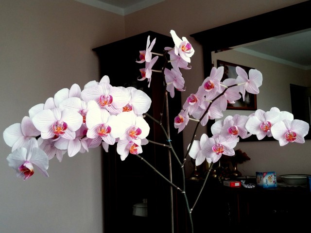 2014-08-12 12.38.41.jpg