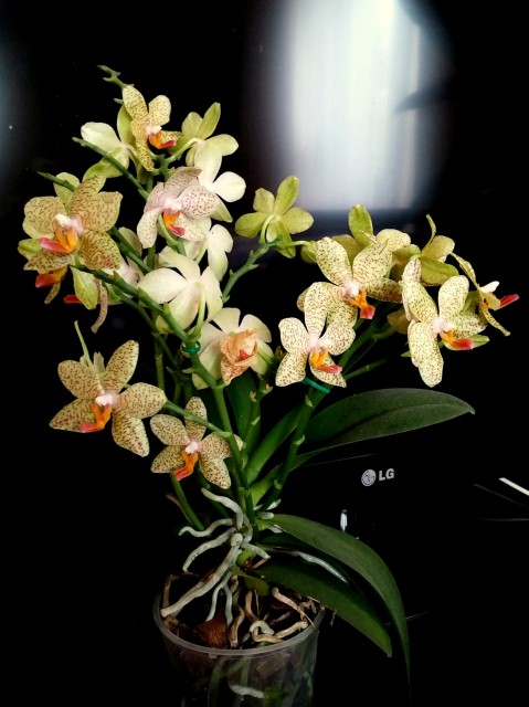 2014-08-27 13.24.34.jpg