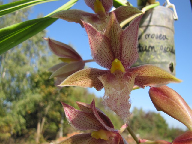 Clowesia rosea x Catasetum osculatum.JPG