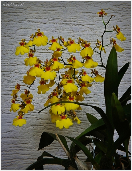 Oncidium Sweet Sugar.jpg