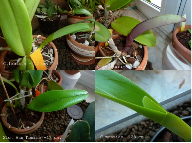 Przyrosty 08.10.14.jpg