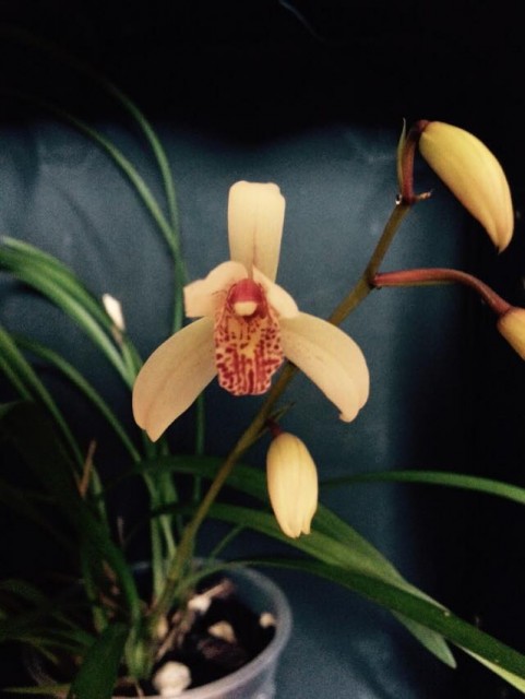 cymbidium2.jpg