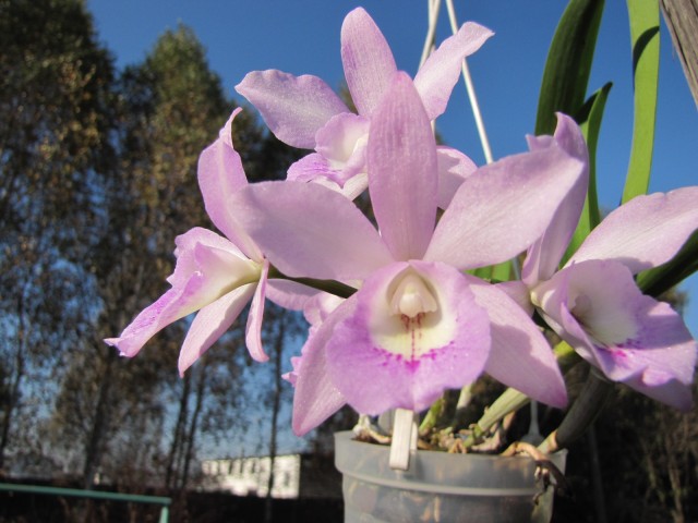 Bc Little Marmaid Janet.JPG