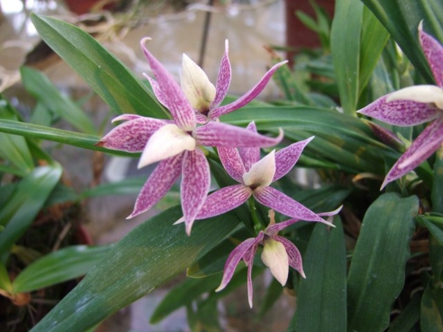 Epidendrum garcianum,.jpg