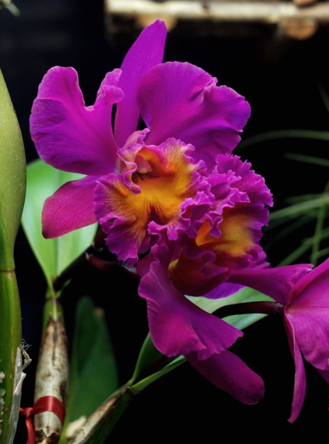 blc bez nazwy z ogrodu w KRK_2.jpg