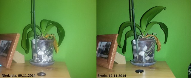 Reanimacja storczyka2.jpg