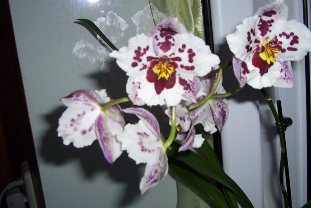 22.07.2009 urodziny.jpg