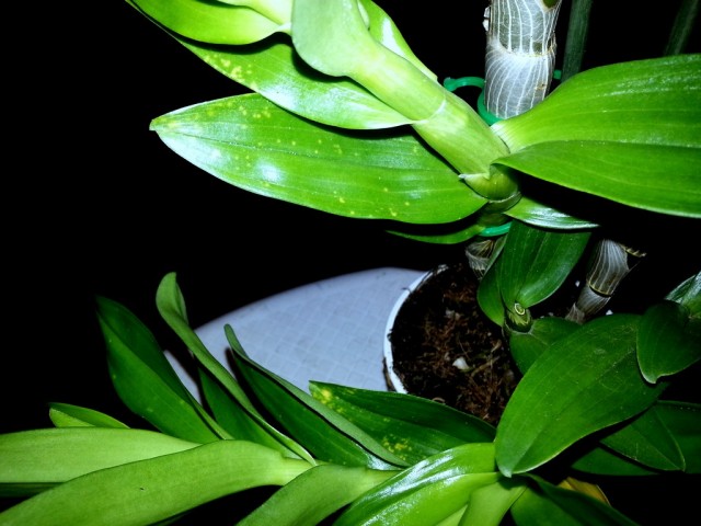 dendrobium nobile1.jpg