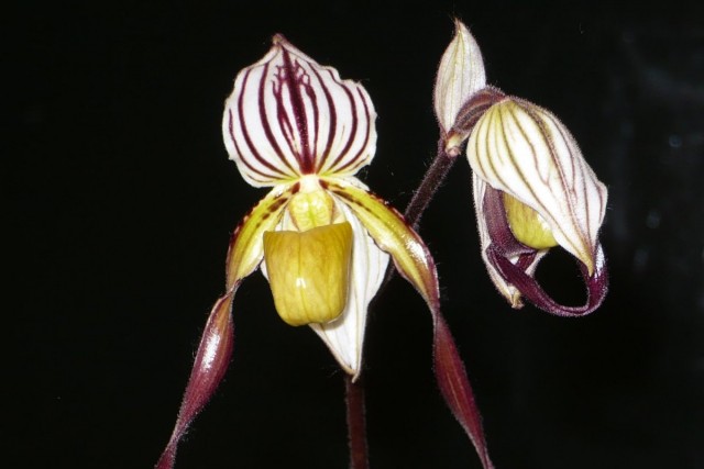 Paph_philippinense-1.jpg