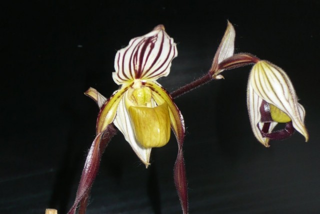 Paph_philippinense-2.jpg