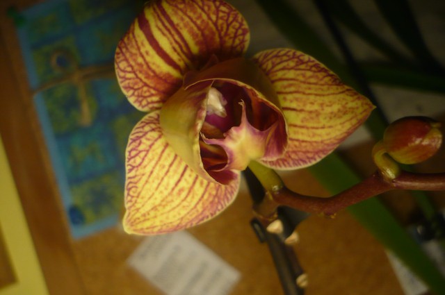 phalaenopsis.jpg